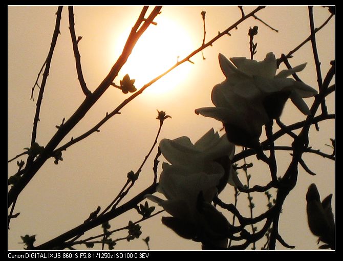 夕阳玉兰 摄影 KOALA考拉