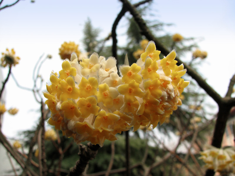 节香花 摄影 怀能