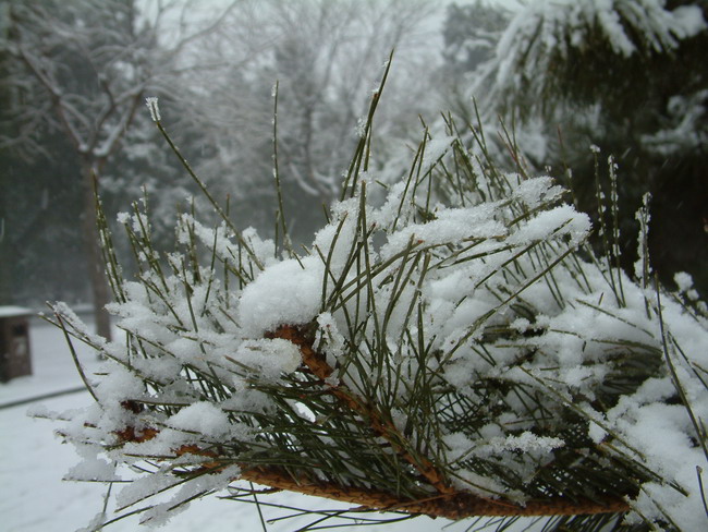 05年北京的雪 摄影 耕石