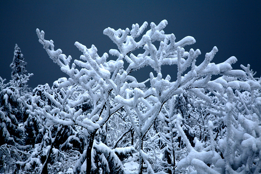 雪茸 摄影 尹成