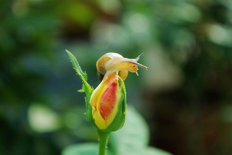 蜗爱花 摄影 上海老顽童