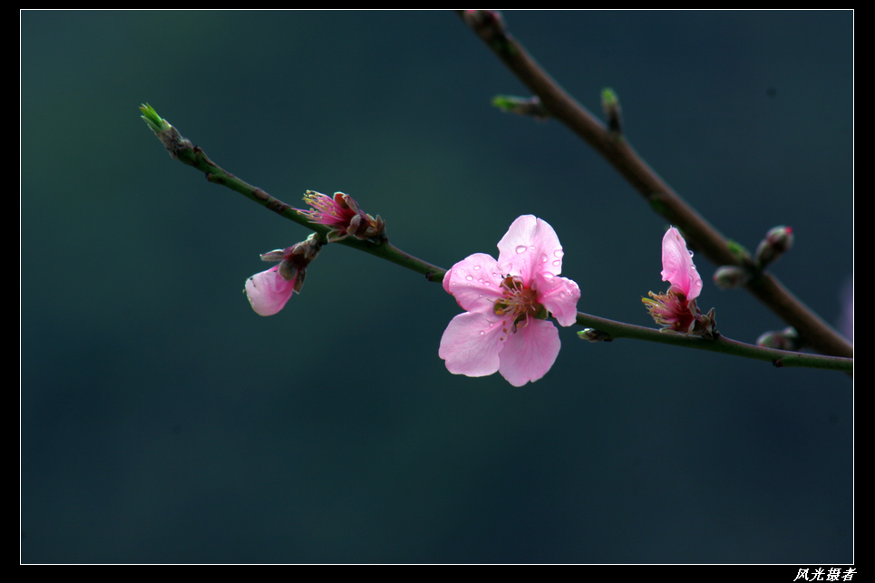 雨露桃花 摄影 风光摄者