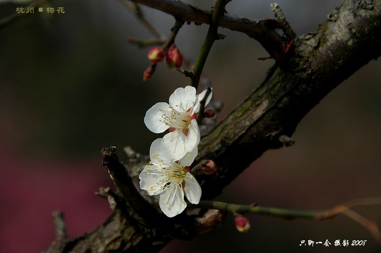 又是一年梅花开 摄影 只聊一会