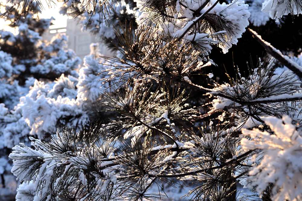 雪 松 摄影 laoye555