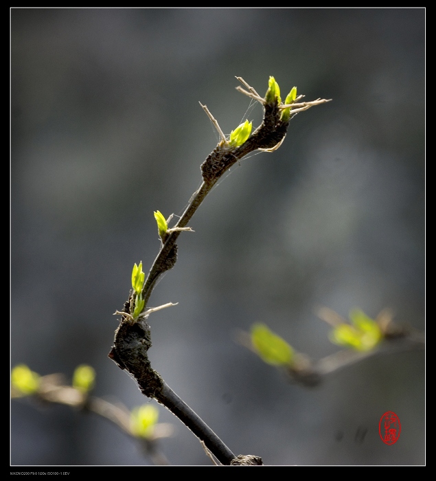 春芽 摄影 苏玫瑰