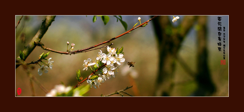 香花开自有蜂来 摄影 失手