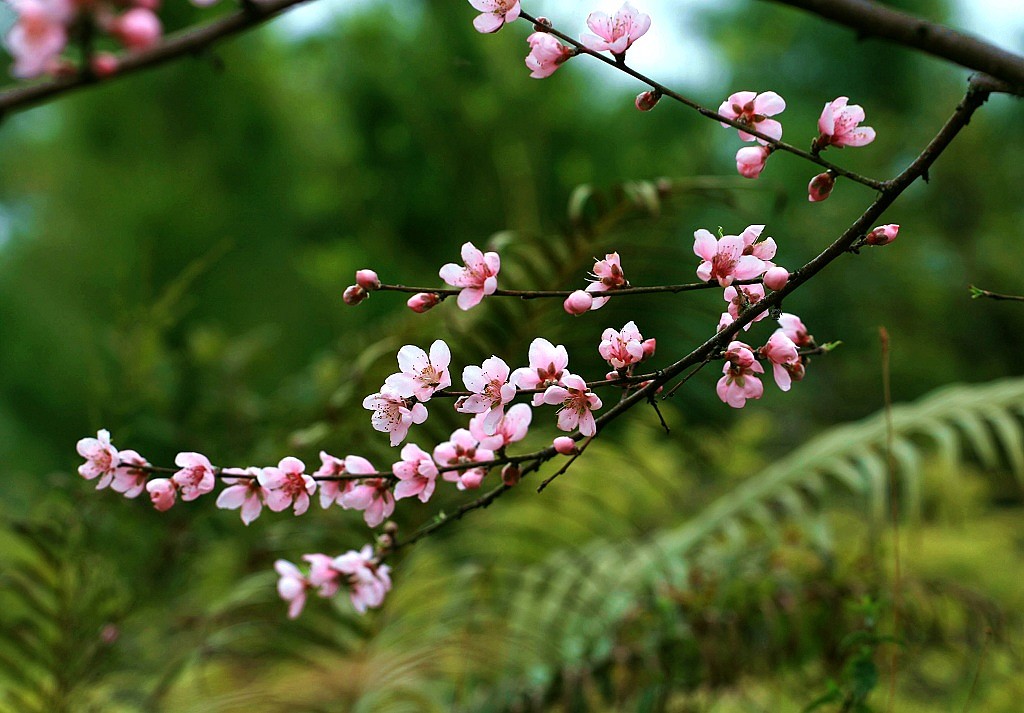 春天气息 摄影 初试锋芒