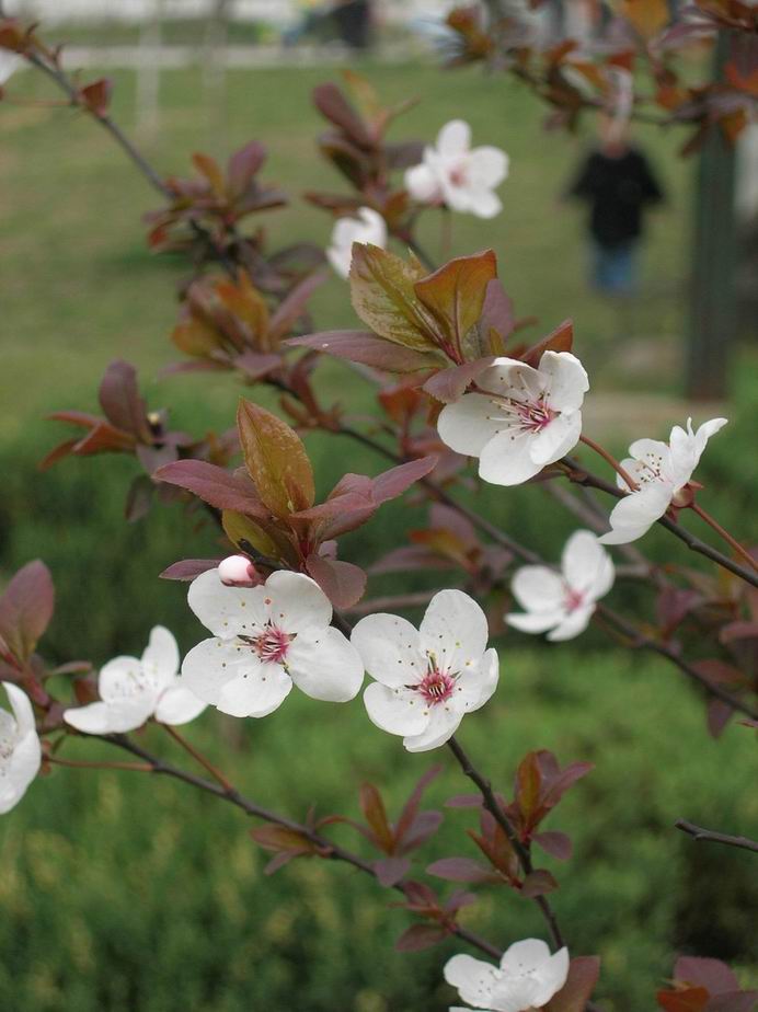 樱花 摄影 wshunan