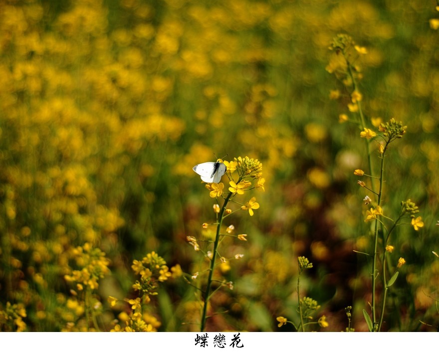 蝶恋花 摄影 红枫明月