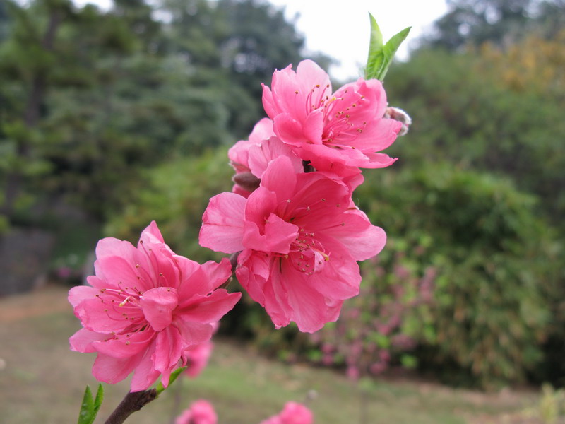 笑春风 摄影 夜雨花仙