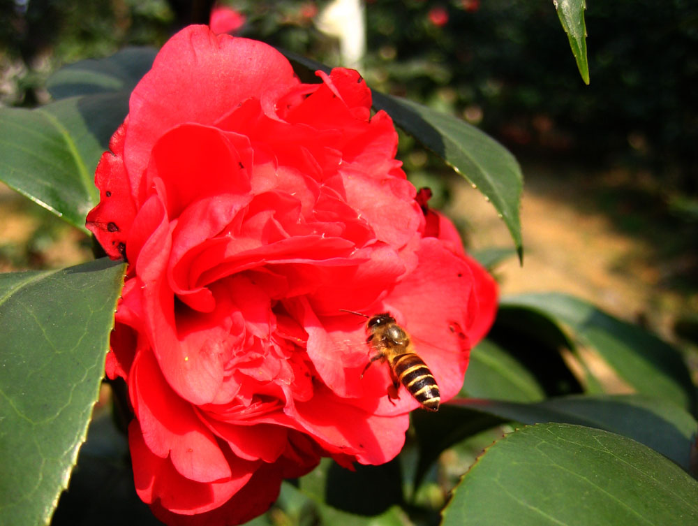 茶花与蜜蜂 摄影 xiaotianshi