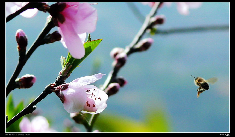 又是春暖花开时 摄影 海之鸥