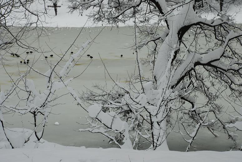 雪中小景 摄影 七月流星