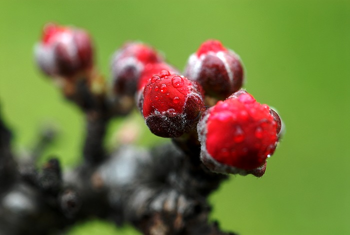 桃花 摄影 木子影