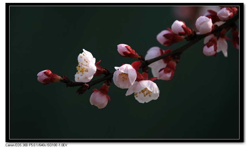 三月桃花灼灼开 摄影 歼十