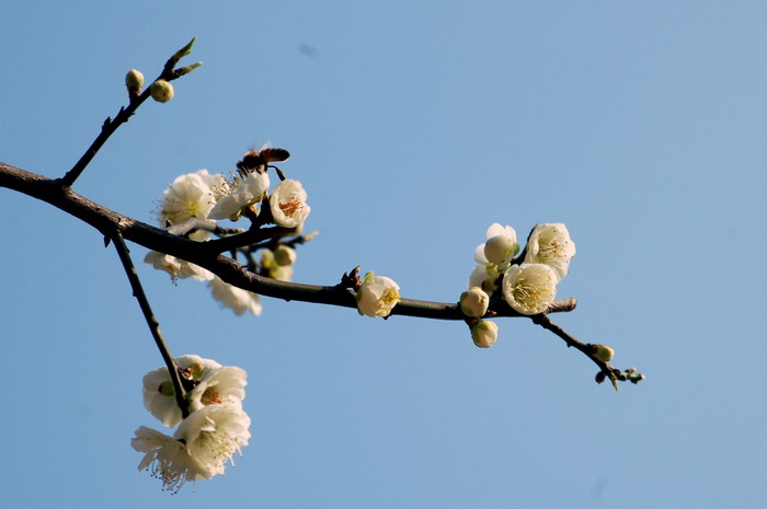 蜂先知 摄影 桐乡老年大学