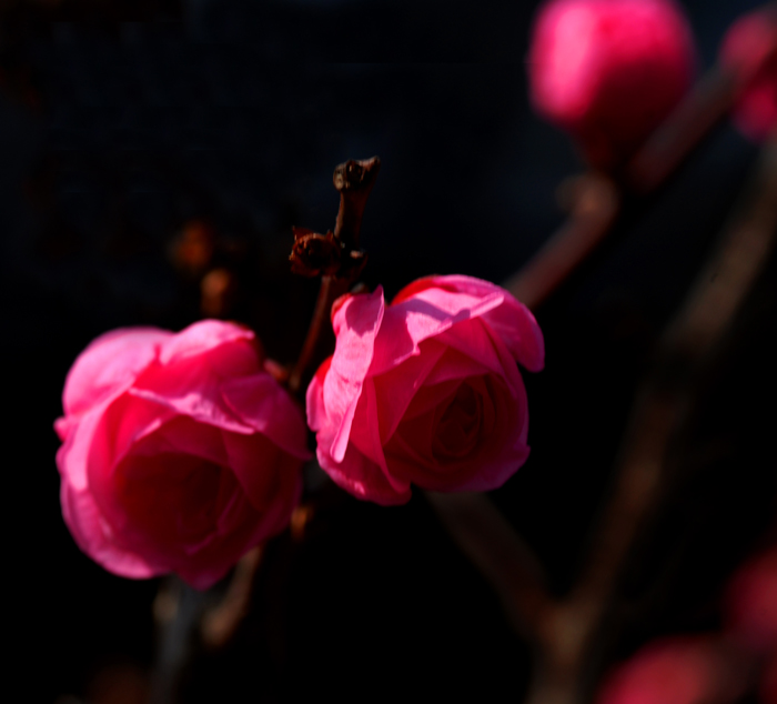 春暖花开 摄影 钟声月影