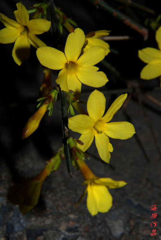 迎春花 摄影 海捞