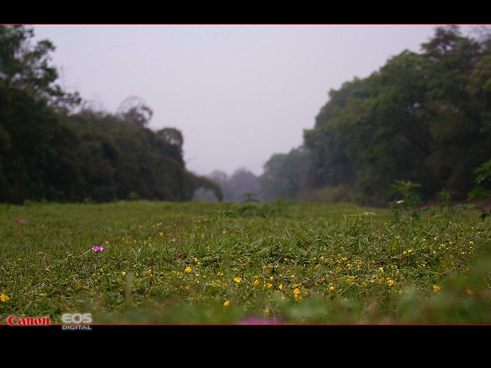 春花烂漫 摄影 awing