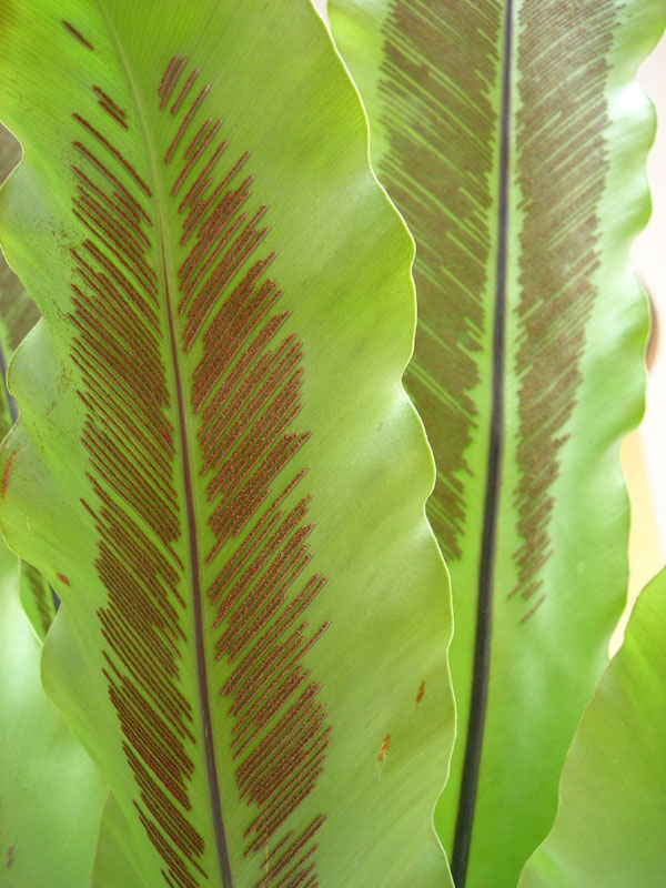 三亚湾植物 摄影 BAOBI