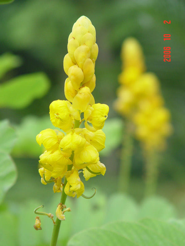 深圳影像之路边的花1 摄影 lixingjin