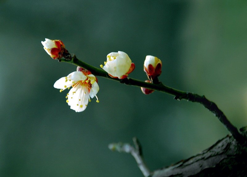 花枝俏 摄影 阴影