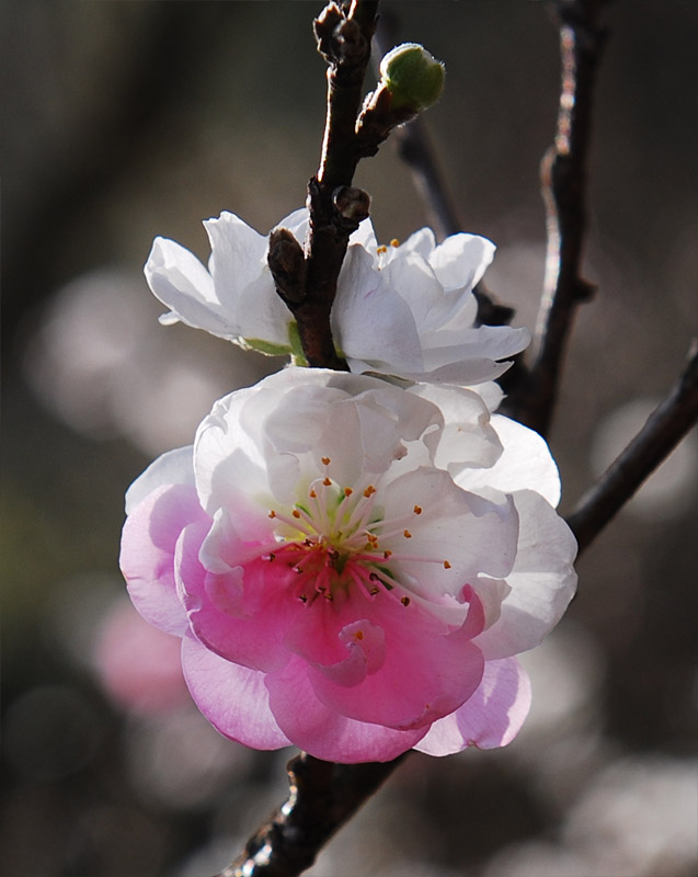 双面桃花 摄影 帅石头