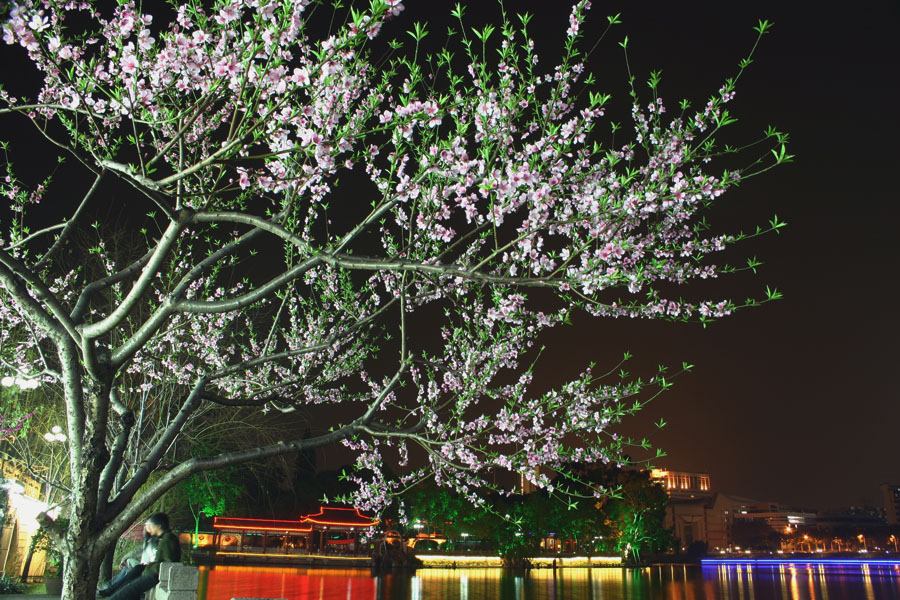 桃花盛开 摄影 linshouwen