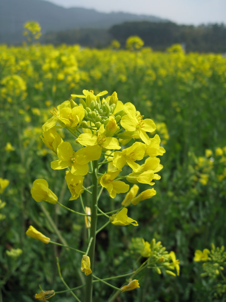 油彩花 摄影 lankeyi