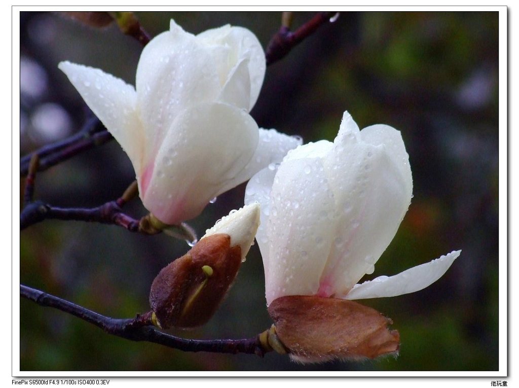 玉兰一枝笑春雨 摄影 佬玩童