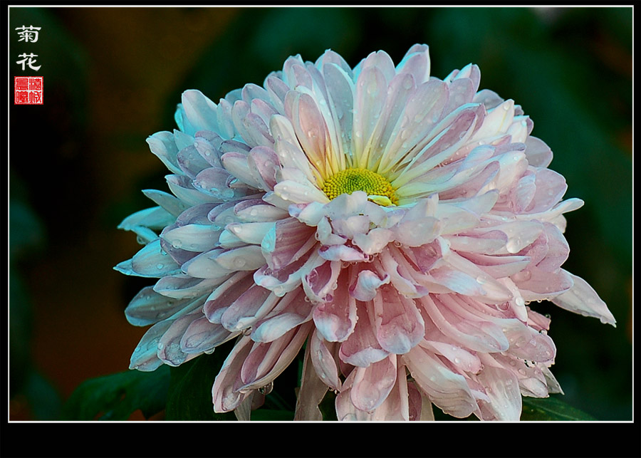 菊花 摄影 港城晨曦