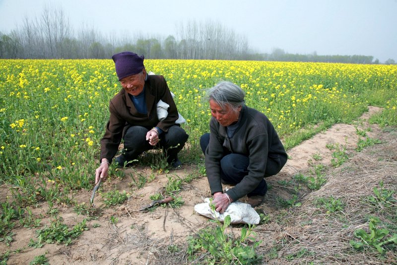 挖野菜 摄影 wyj木木