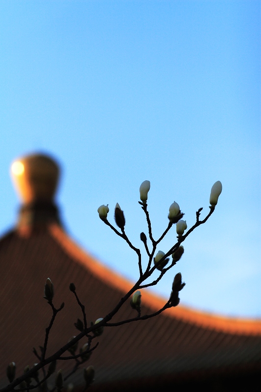 玉兰花开 摄影 黑小伙