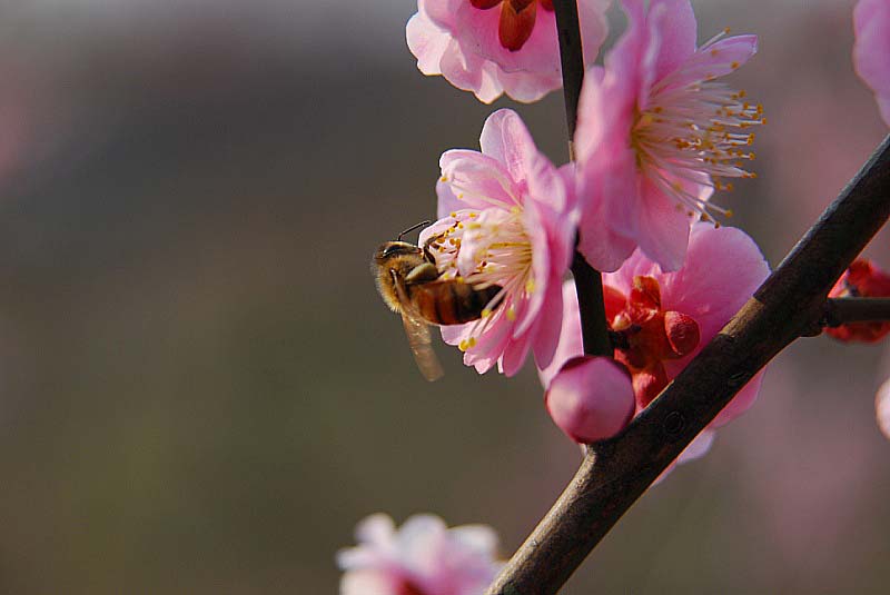 梅香蜂拥 摄影 zhenshan