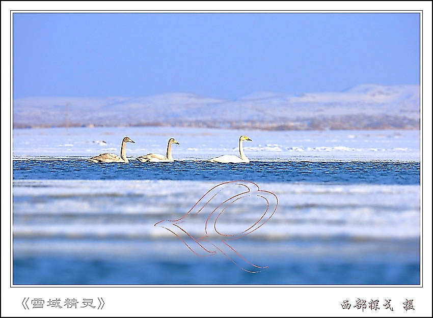 《雪域精灵》 摄影 白桦