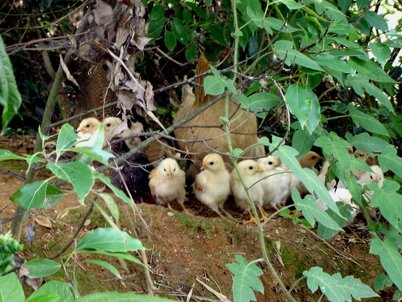 孩子们别害怕，有妈妈呢 摄影 tianling