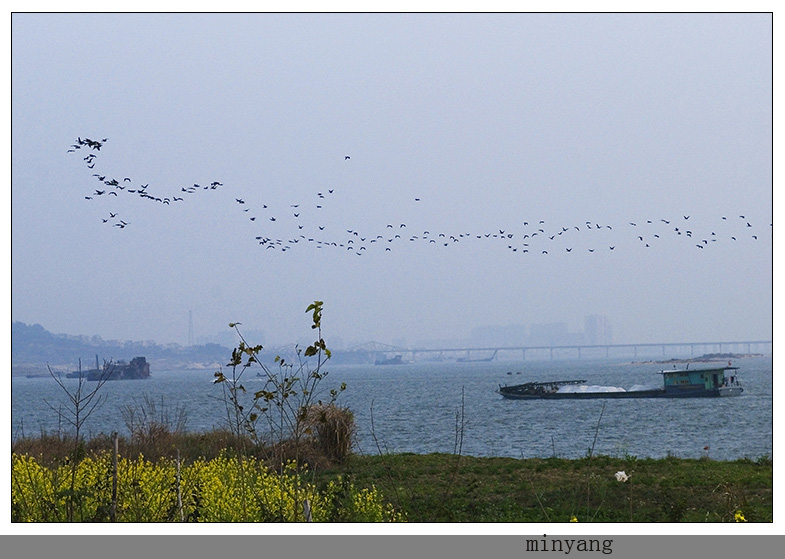 鸟潮 摄影 minyang