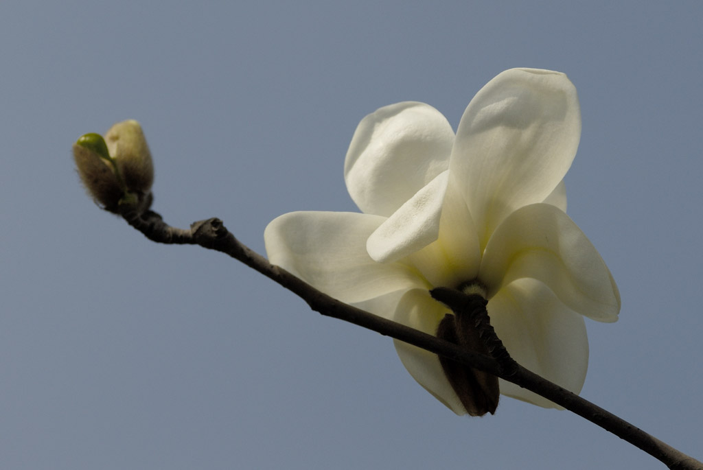 迎春花开 摄影 梦杳