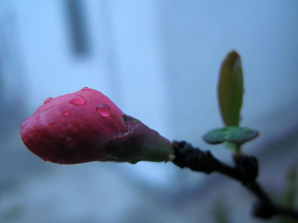 花卉 摄影 华生海子