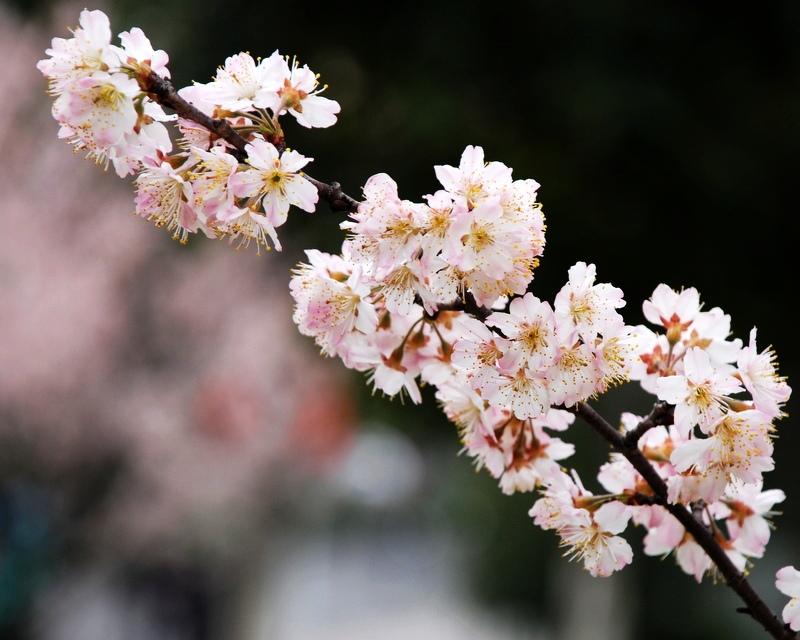 烂漫樱花 摄影 叶韵