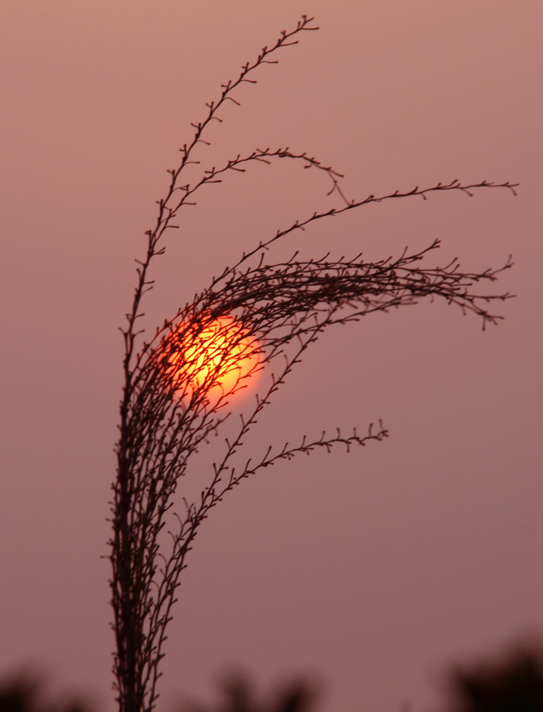 桐芦夕照 摄影 tison