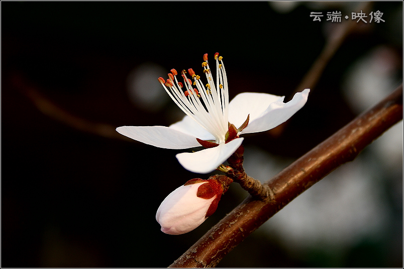 闻香识花 摄影 风吹云端