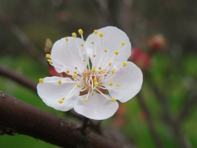 梅花一朵 摄影 西湖无影