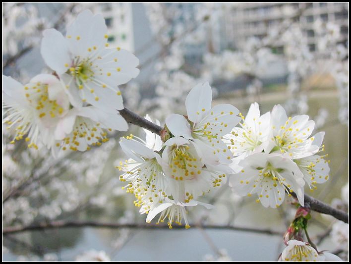 樱桃花（二） 摄影 紫冀