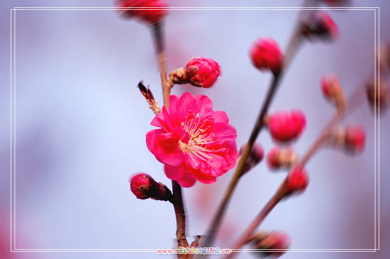 桃花依旧笑春风 摄影 changjiaoju