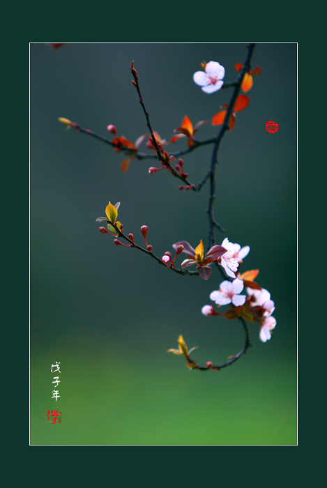 花韵 摄影 深流静水