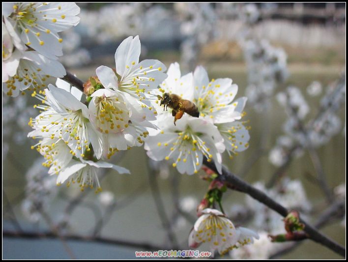 樱桃花（一） 摄影 紫冀