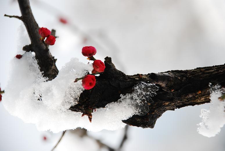 傲雪红梅 摄影 七月流星