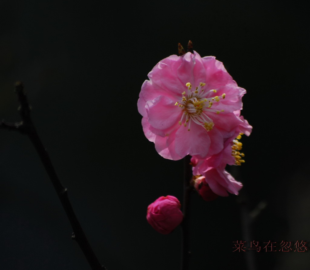 花卉习作2 摄影 菜鸟在忽悠