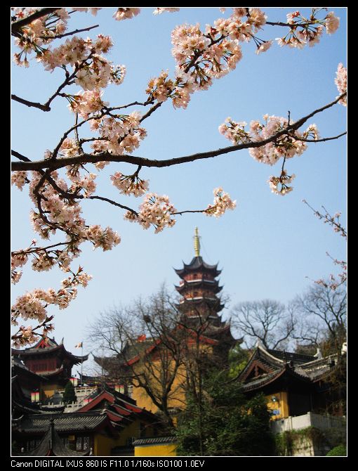 浪漫樱花鸡鸣寺 摄影 KOALA考拉